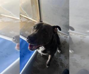 American Pit Bull Terrier Dogs for adoption in Camarillo, CA, USA