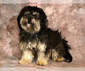 Shih Tzu Dogs for adoption in West Valley, UT, USA