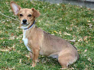Chiweenie Dogs for adoption in West Valley, UT, USA