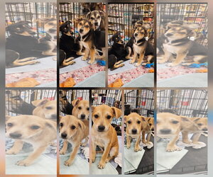 Feist Terrier-Unknown Mix Dogs for adoption in Brooksville, FL, USA
