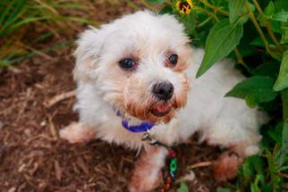 Maltese Dogs for adoption in Mattoon, IL, USA
