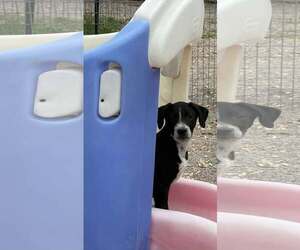 Boxer-Unknown Mix Dogs for adoption in MIDWAY, UT, USA