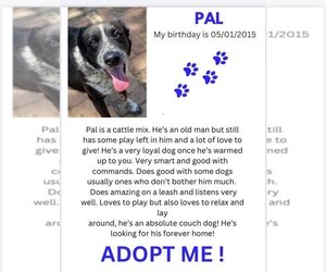 Mutt Dogs for adoption in Denison, TX, USA