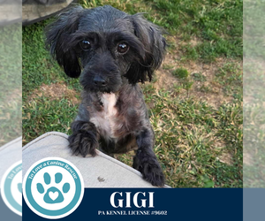 Poodle (Miniature)-Unknown Mix Dogs for adoption in Kimberton, PA, USA