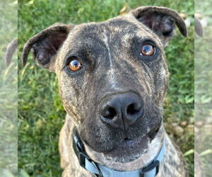 Mountain Cur-Unknown Mix Dogs for adoption in Jefferson, WI, USA