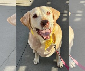 Labrador Retriever Dogs for adoption in Plymouth, MN, USA