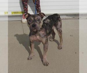 Bulldog-Unknown Mix Dogs for adoption in Louisville, KY, USA