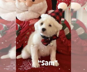 Border-Aussie Dogs for adoption in San Diego, CA, USA