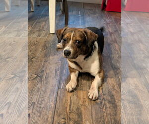 Beagle Dogs for adoption in Tampa, FL, USA