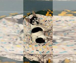 Rat Terrier Dogs for adoption in Peoria, IL, USA