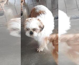 Shih Tzu Dogs for adoption in Bonifay, MO, USA