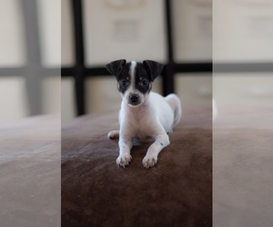 Medium Photo #1 Miniature Pinscher-Unknown Mix Puppy For Sale in Morganville, NJ, USA