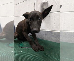 American Pit Bull Terrier-German Shepherd Dog Mix Dogs for adoption in Glen Allen, VA, USA