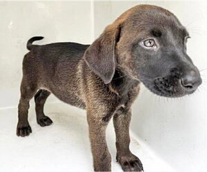 Labrador Retriever Dogs for adoption in Houston, TX, USA