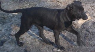 Labrador Retriever-Miniature Pinscher Mix Dogs for adoption in Bonifay, MO, USA