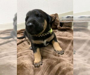 Australian Shepherd Dogs for adoption in Fremont, CA, USA