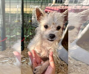 Chi-Poo (Miniature) Dogs for adoption in Thorndale, TX, USA