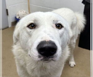 Great Pyrenees-Unknown Mix Dogs for adoption in Rockaway, NJ, USA