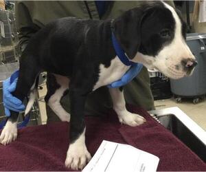 Boxer-Unknown Mix Dogs for adoption in Riverside, CA, USA