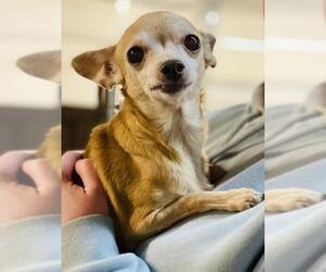 Chihuahua Dogs for adoption in Columbia, TN, USA