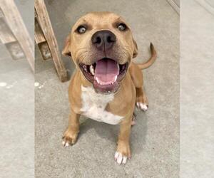 Mutt Dogs for adoption in Tulsa, OK, USA