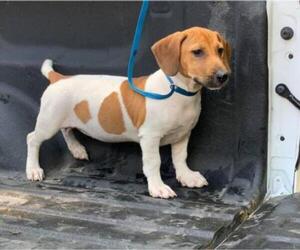 Bagle Hound Dogs for adoption in Cranston, RI, USA
