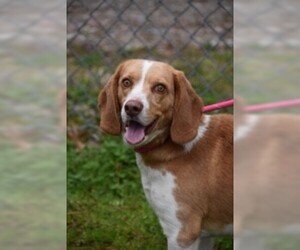 Bagle Hound Dogs for adoption in Rowayton, CT, USA