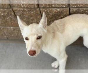 Huskies -Unknown Mix Dogs for adoption in Tulsa, OK, USA