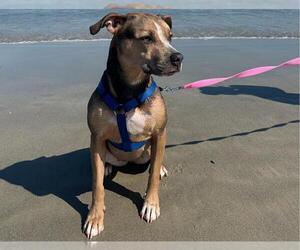American Pit Bull Terrier-Unknown Mix Dogs for adoption in Orlando, FL, USA
