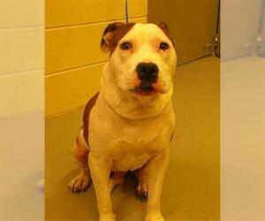 Mutt Dogs for adoption in Sanford, FL, USA