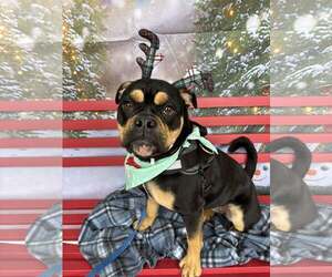 Medium Photo #1 English Bullweiler Puppy For Sale in Turlock, CA, USA