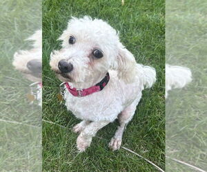 Poochon Dogs for adoption in Mundelein, IL, USA