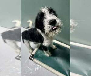Medium Photo #3 Pointer-Unknown Mix Puppy For Sale in Woodbury, NY, USA