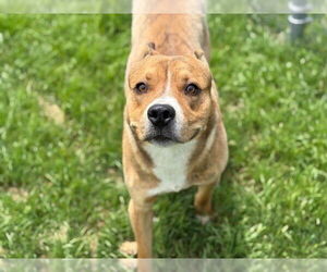 American Pit Bull Terrier-Unknown Mix Dogs for adoption in Tulsa, OK, USA