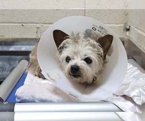 Mutt Dogs for adoption in Martinez, CA, USA