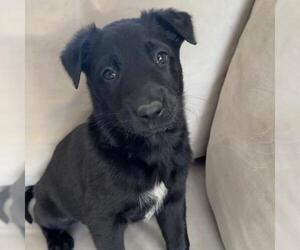 Unknown-Whippet Mix Dogs for adoption in San Diego, CA, USA