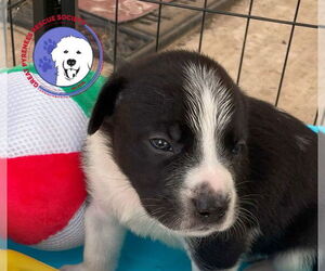 Great Pyrenees Dogs for adoption in Spring, TX, USA