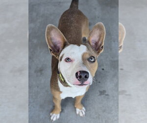 Basenji-Unknown Mix Dogs for adoption in Lakewood, CO, USA