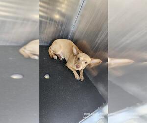 Chihuahua-Unknown Mix Dogs for adoption in San Antonio, TX, USA