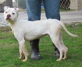 Small Mastiff Mix