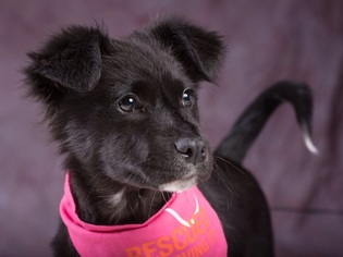 Borador Dogs for adoption in League City, TX, USA