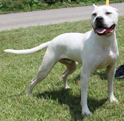 Bullypit Dogs for adoption in Prattville, AL, USA