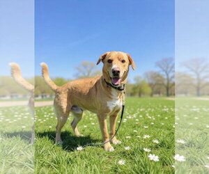 Labrador Retriever-Unknown Mix Dogs for adoption in Westwood, NJ, USA