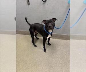 American Pit Bull Terrier-Unknown Mix Dogs for adoption in Las Vegas, NV, USA