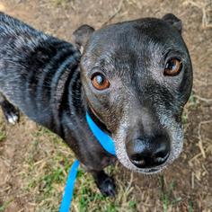 Rat Terrier Dogs for adoption in Arlington, VA, USA