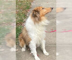 Collie Dogs for adoption in Chantilly, VA, USA