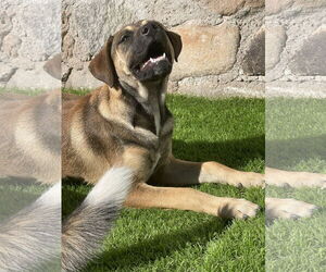 Labrador Retriever-Unknown Mix Dogs for adoption in Chandler, AZ, USA