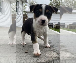 Boston Terrier-Unknown Mix Dogs for adoption in Aurora, IN, USA