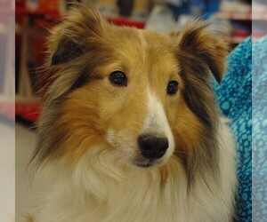 Mutt Dogs for adoption in Longview, WA, USA