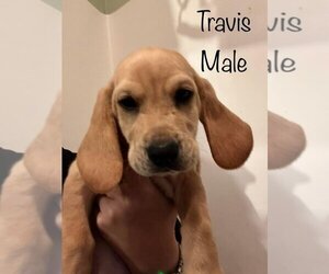 Bagle Hound Dogs for adoption in Aurora, IN, USA